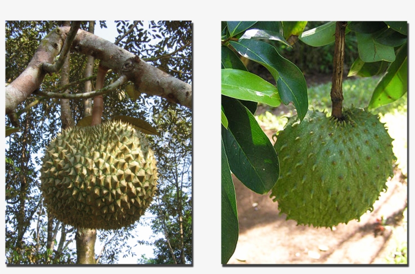The Durian And Lookalike Soursop (right), transparent png #756436