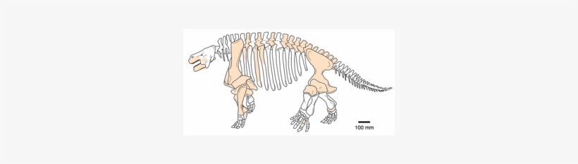 Who Ruled Earth Before The Dinosaurs The 'ugliest Fossil - Shihtienfenia, transparent png #756570