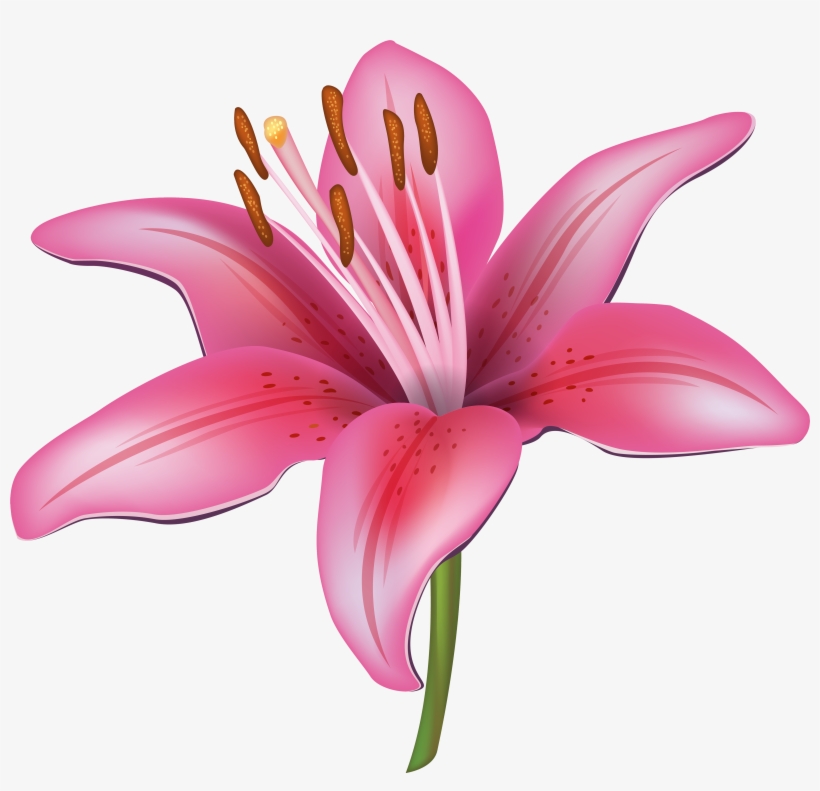 Jpg Transparent Stock Collection Of Lily Png High Quality - Lilies Flower Png Vector, transparent png #757568