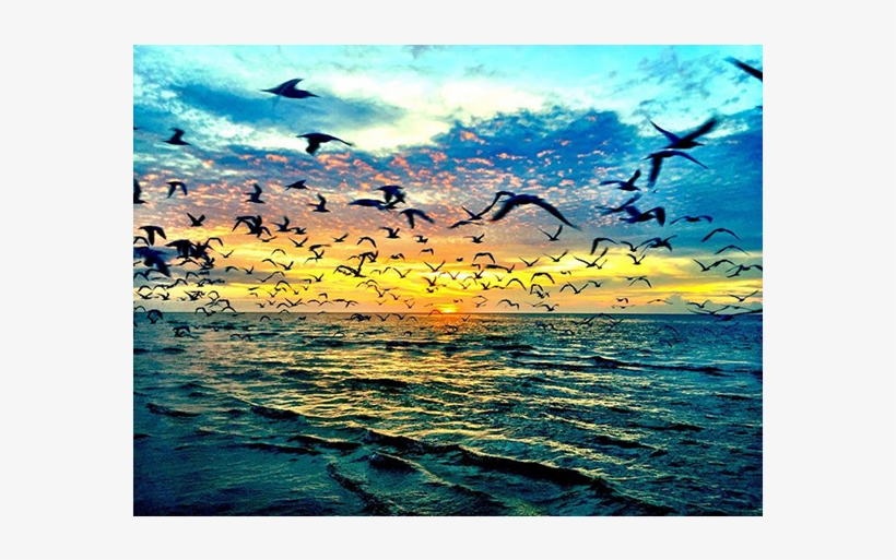 Sarasota Photo Contest Winner - Cms Photography, transparent png #758061