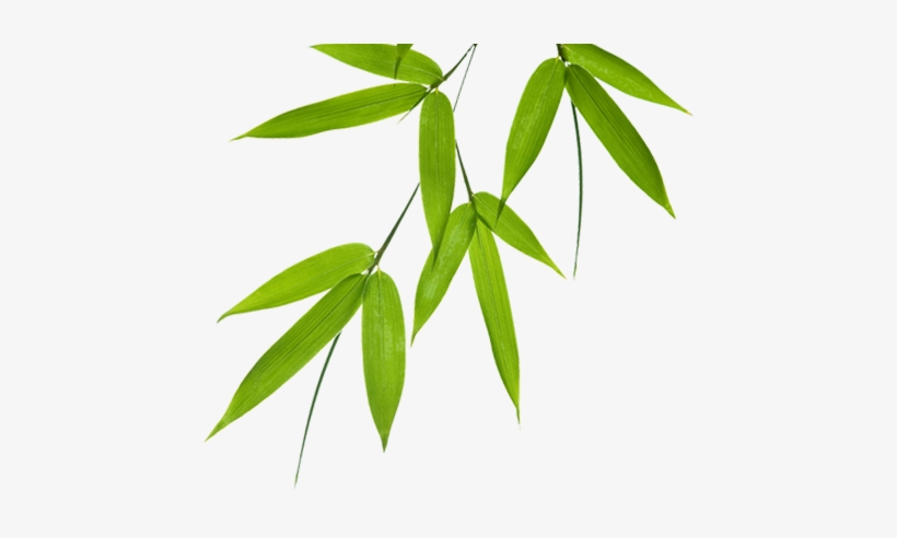 Bamboo Leaves Png Free Transparent Png Download Pngkey Bamboo Leaves Png Free Transparent Png Download Pngkey