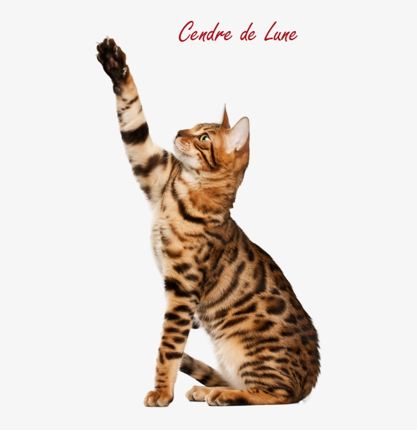 Cat By Cendredelune On - Bengal Cat Profile, transparent png #758179