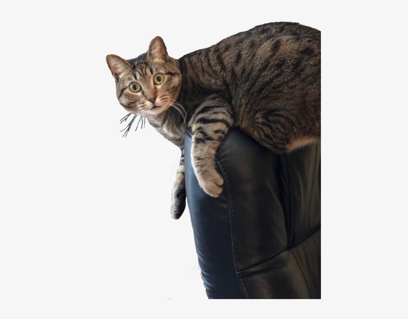 Surprised Cat Sitting On Chair - Surprised Transparent Cat Png, transparent png #758219