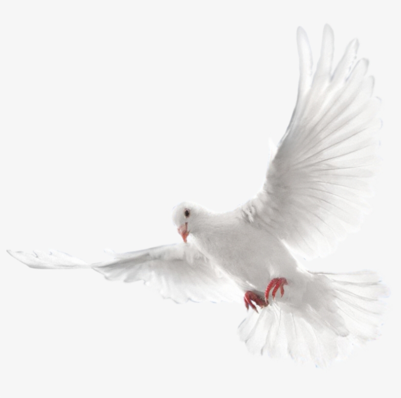 Holy Spirit Dove Png, transparent png #758389