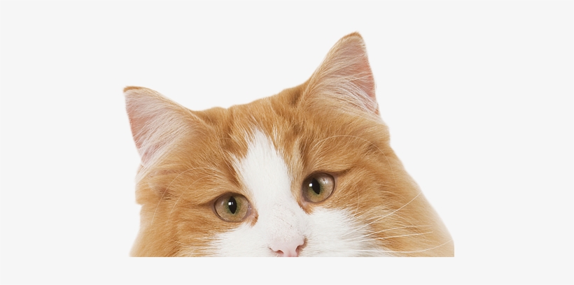 Prrrrrrrrrrrr - Real Cat Clipart, transparent png #758616