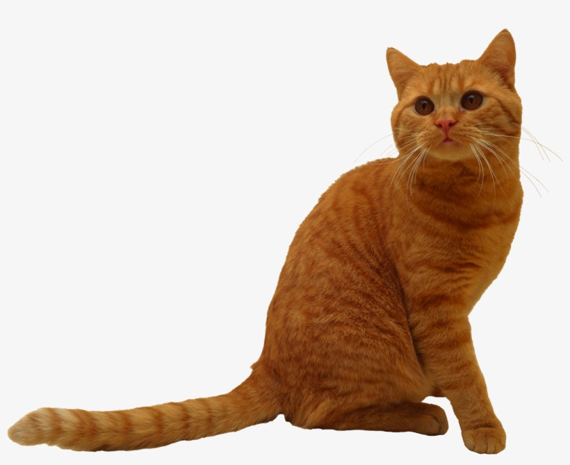 Cats Png, transparent png #758644