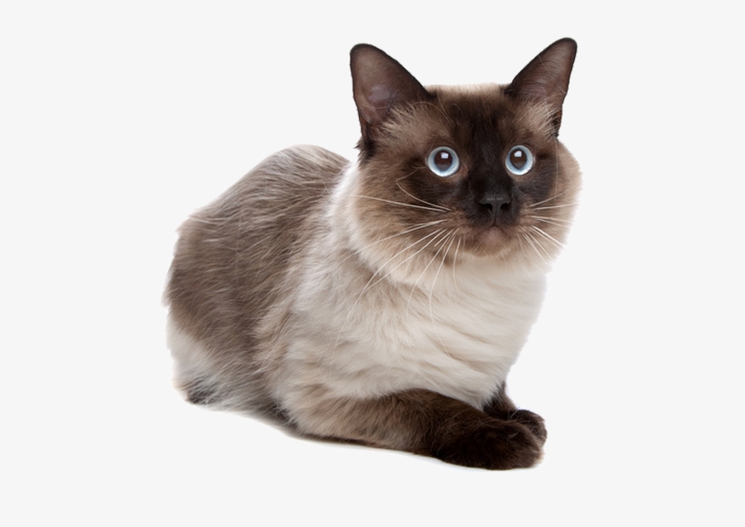 Siamese Cat Transparent, transparent png #758674