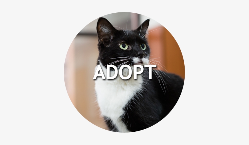View Adoptable Cats And Dogs - Naperville Area Humane Society, transparent png #758747