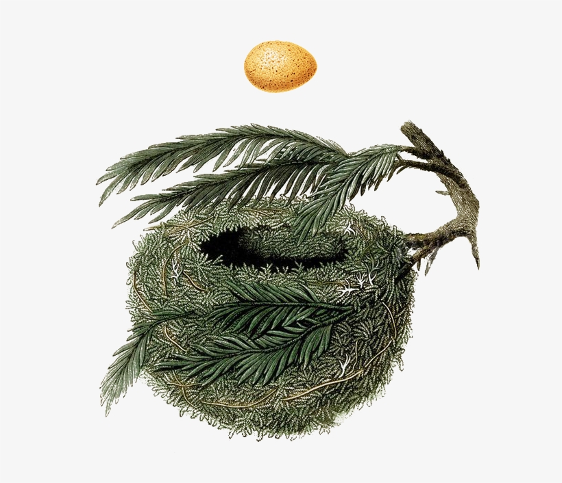 Nest Logo, transparent png #7517450