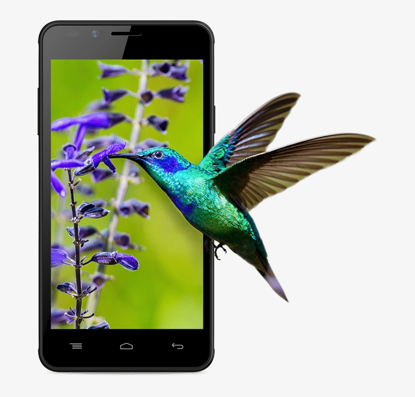 Intex Aqua Lions E3, transparent png #7518779