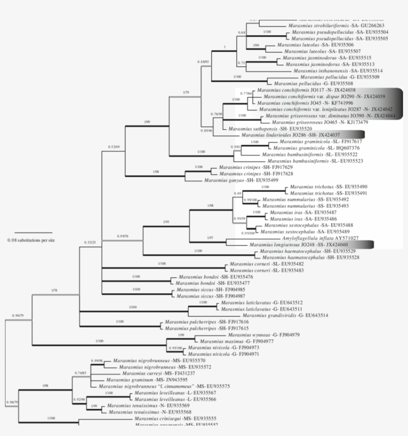 Bayesian 50 % Majority-rule Tree Of The Ribosomal Internal, transparent png #7521134