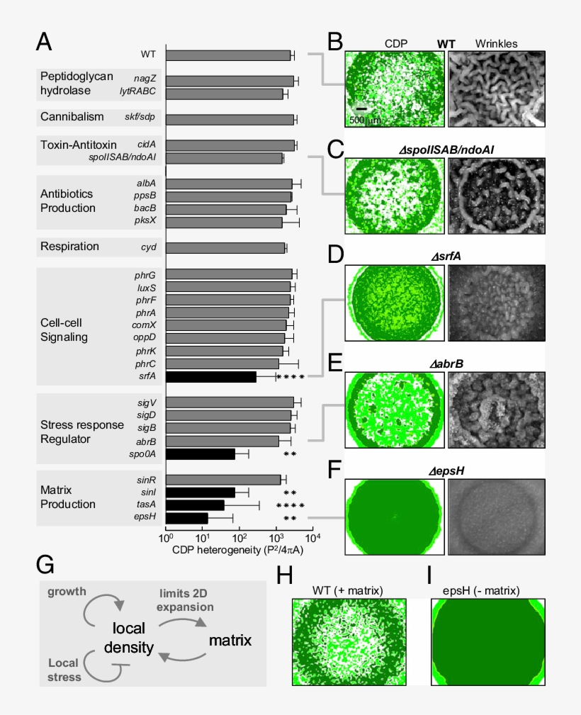 Ko Strains Are Categorized And Listed By Their Functions, transparent png #7523024