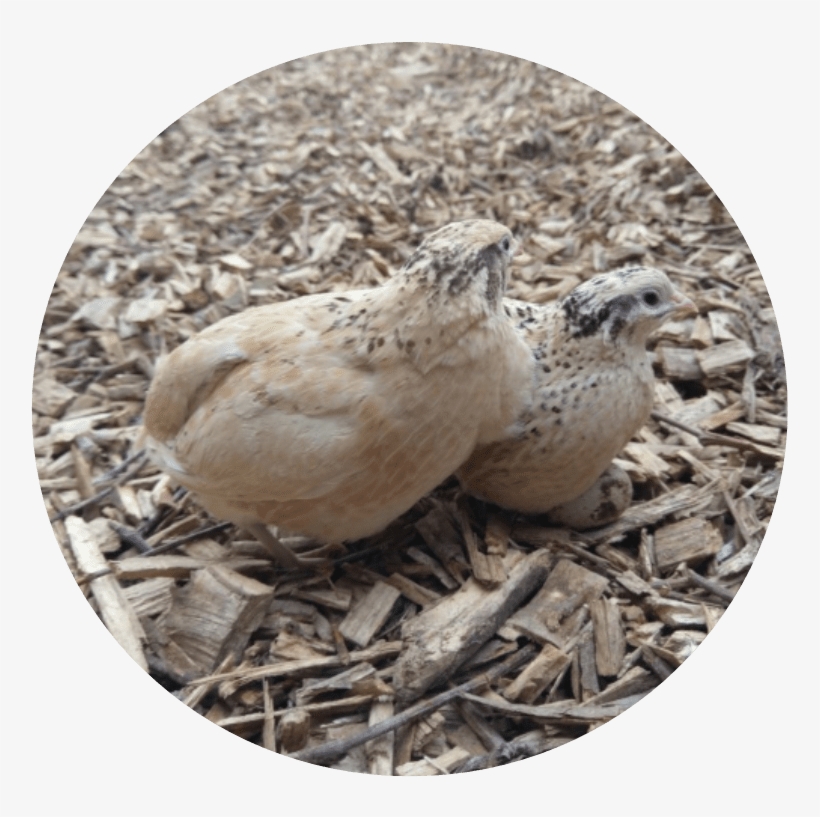 Home / Quail / Italian Quail, transparent png #7524024