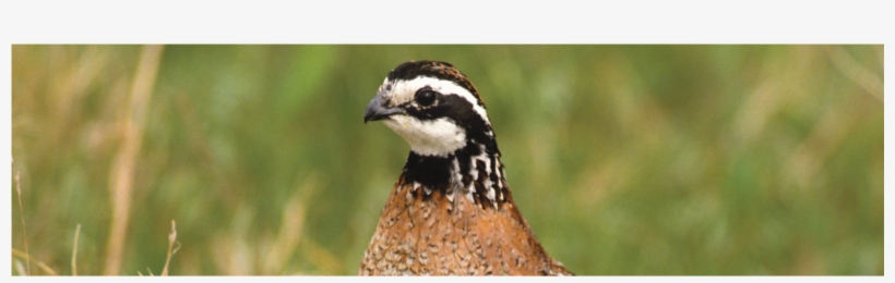 Incubating Bobwhite Quail Eggs Elm Creek Quail Farm, transparent png #7524334
