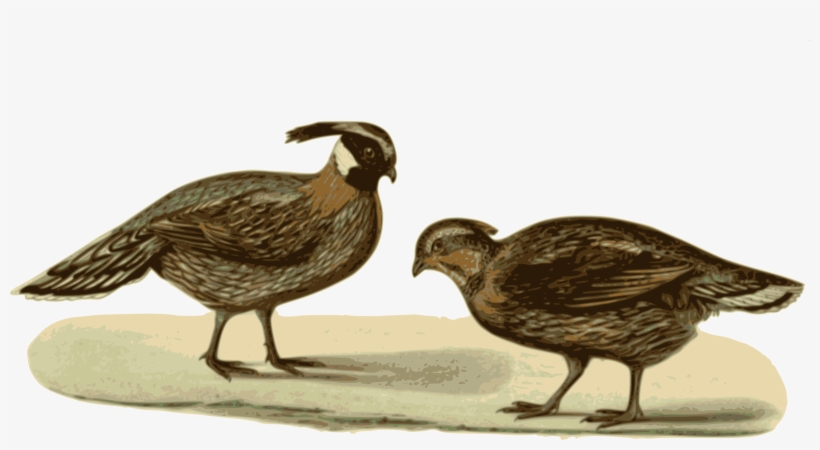 Big Image, transparent png #7524548