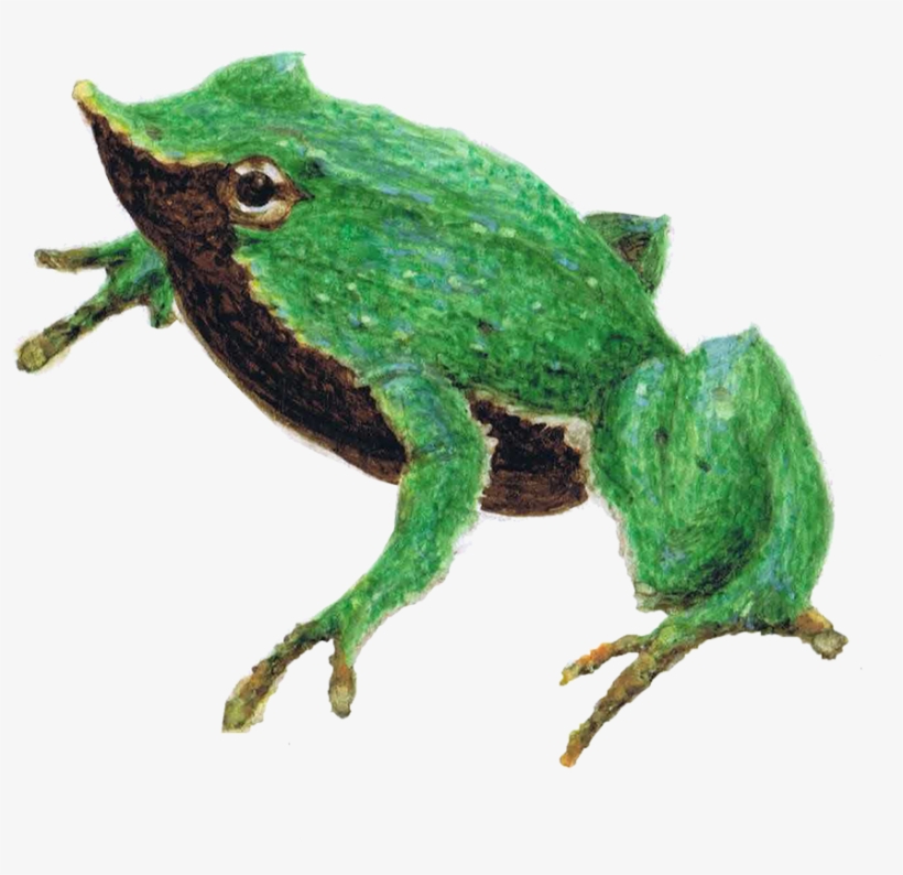La Población De Ranita De Darwin Un Anfibio Endémico, transparent png #7531895