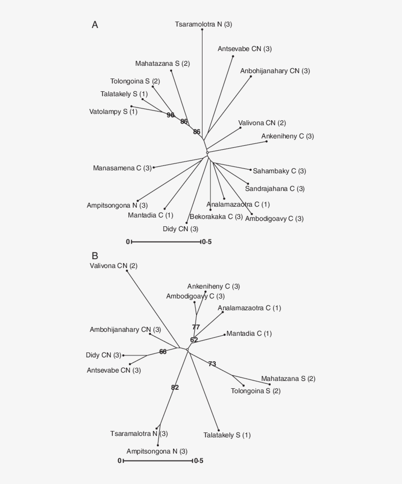 Unrooted Neighbor-joining Tree Drawn With Darwin, transparent png #7532158