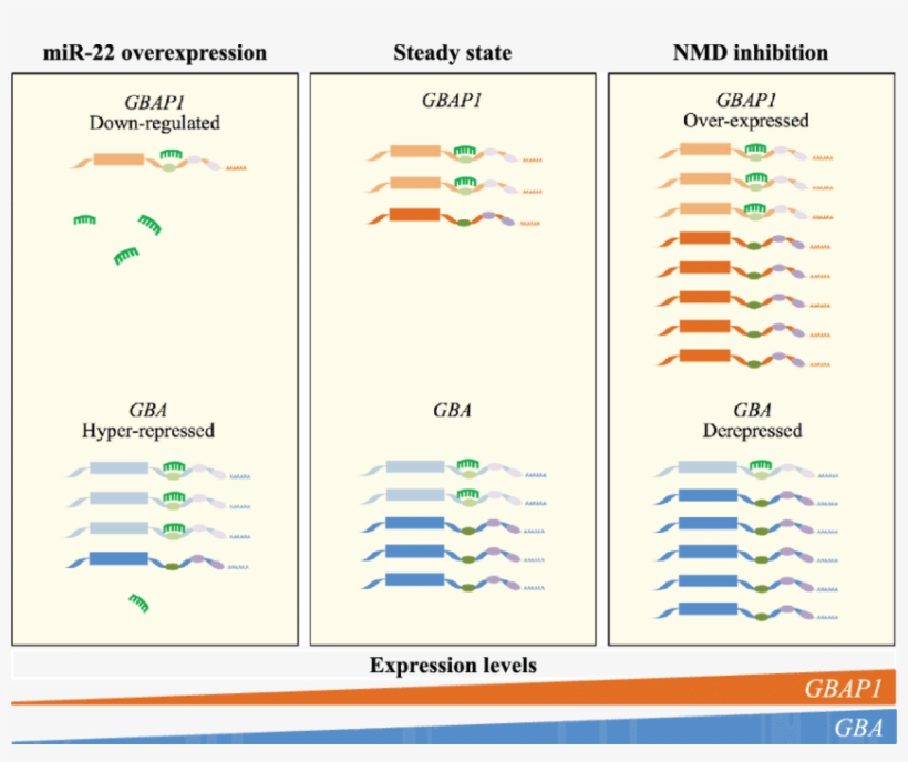 Schematic Representation Of The Effect Of Modulating, transparent png #7536232