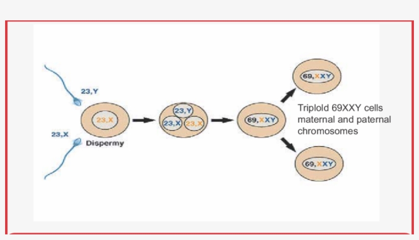 Formation Of Partial Mole, transparent png #7541382