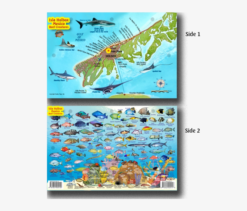 33146 Holbox Fish Card, transparent png #7541770