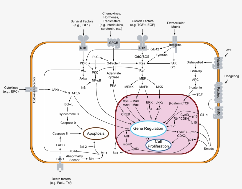 Signal Transduction V1, transparent png #7542746
