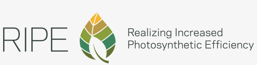Logo Realizing Increased Photosynthetic Efficiency, transparent png #7547535