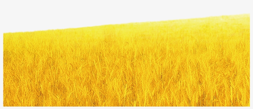 Wheat Stalk Png, transparent png #7556947