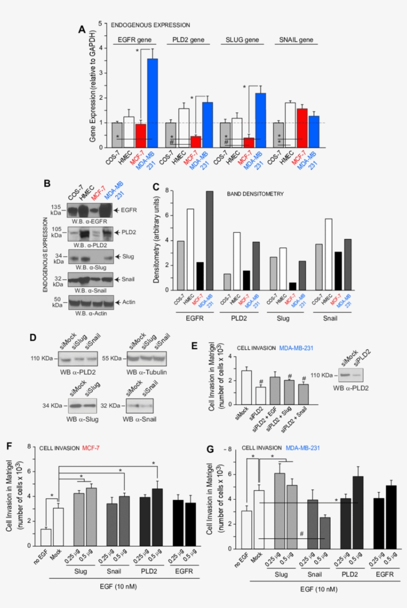 E Relative Endogenous Expression Of Slug, Snail And, transparent png #7556951