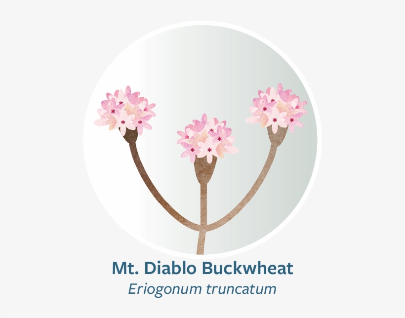 Thornmint Web Button, transparent png #7557486