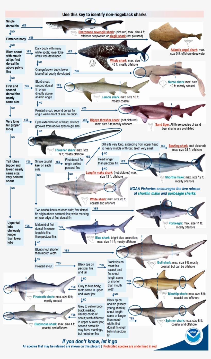 You Need A Recreational Permit To Fish For Or Land, transparent png #7557802