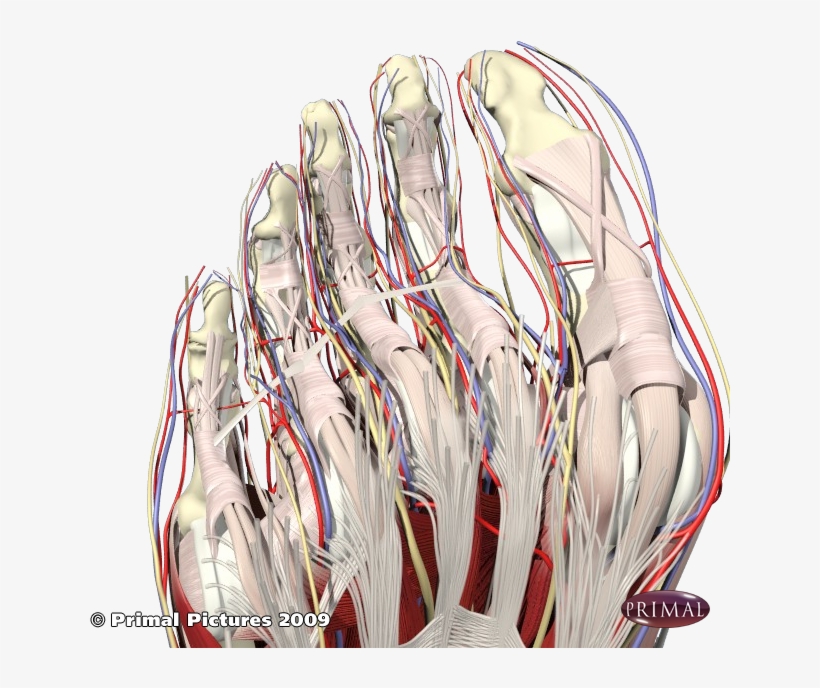 Front Medial Foot And Ankle, transparent png #7558609
