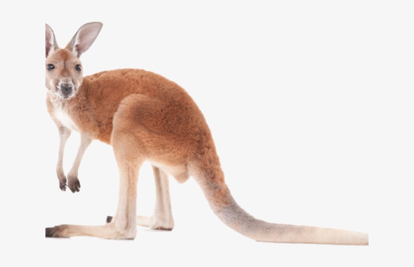 Kangaroo Png, transparent png #7559408