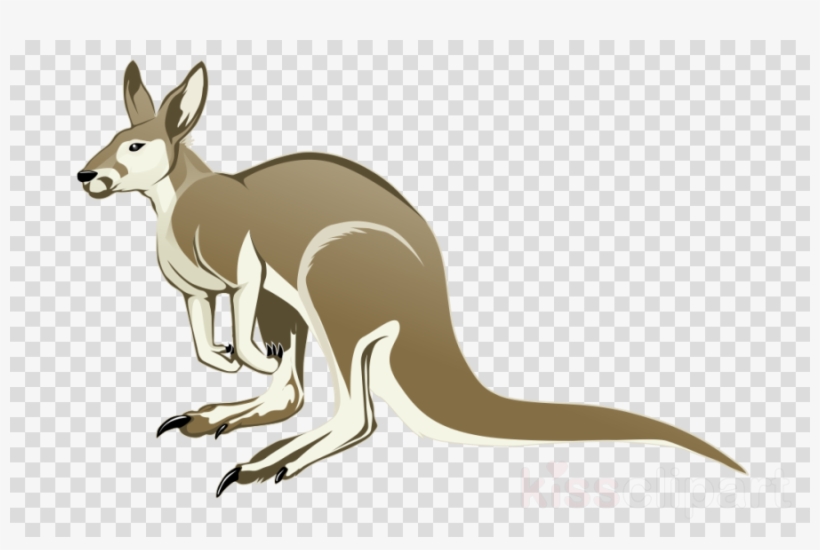 Kangaroo, transparent png #7560011