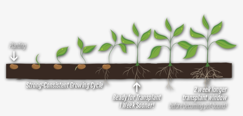 Germination, transparent png #7560800