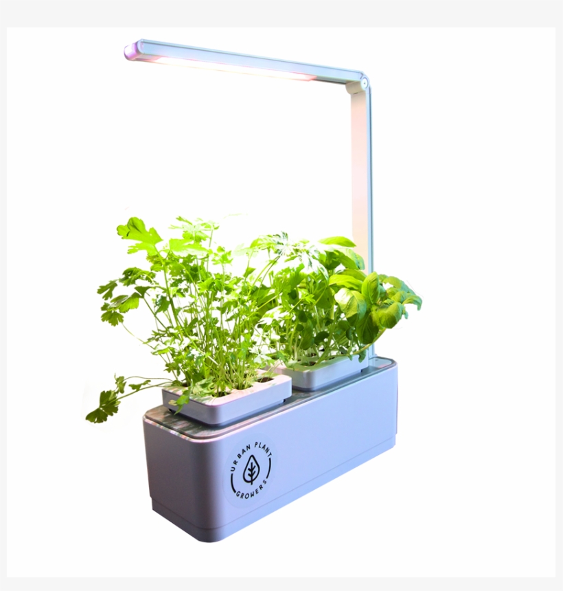 Smart Garden Basil And Coriander Seeds One Year Nutrient, transparent png #7560856