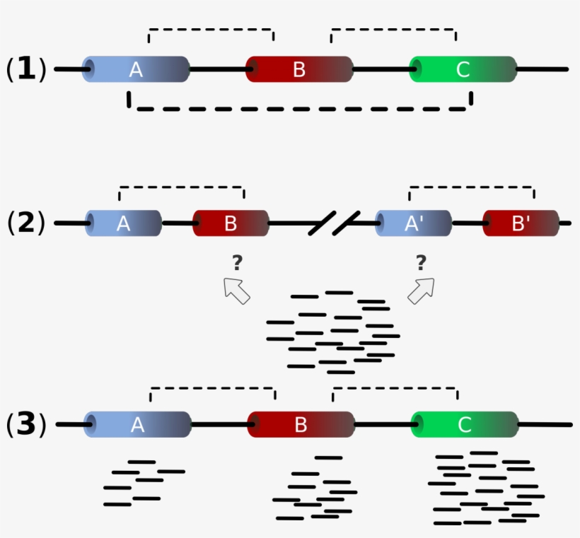 Genes Png, transparent png #7563050