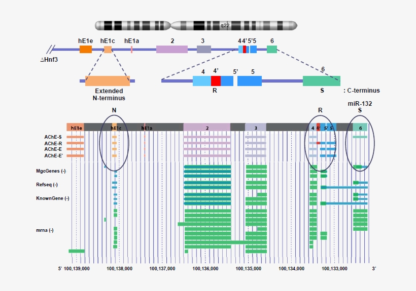 The Human Ache Gene Is Located At Q22 Of The Long Arm, transparent png #7563176