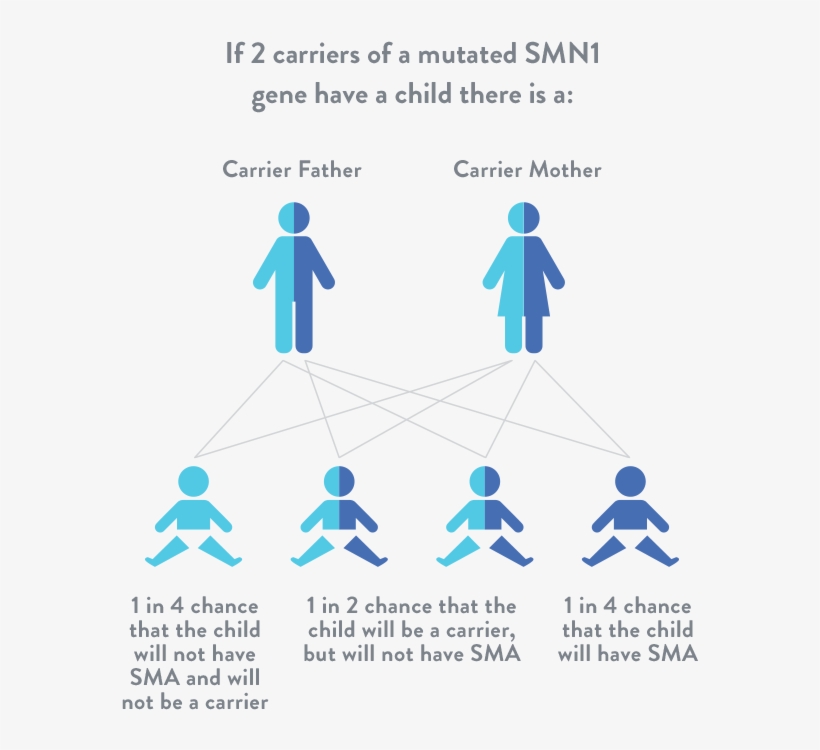 If You Have A Family History Of Spinal Muscular Atrophy,, transparent png #7563360