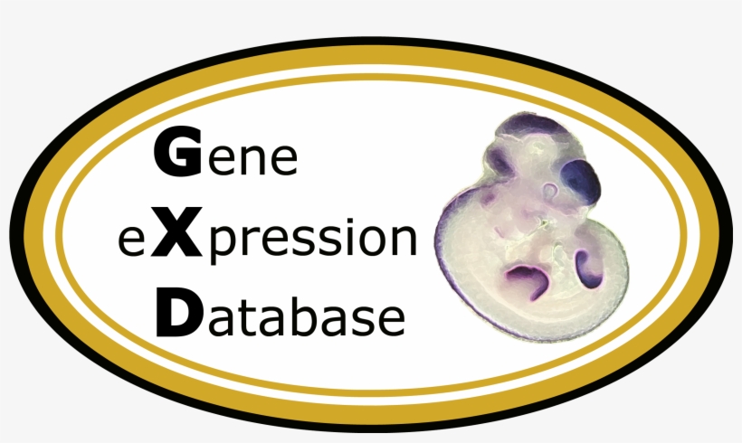 Genes Png, transparent png #7563463