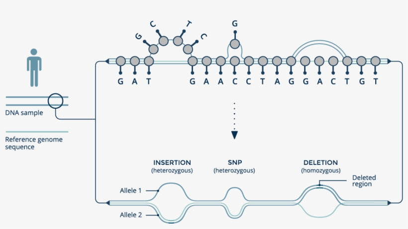 The Graph Genome Reference Organizes Genomic Data From, transparent png #7563521