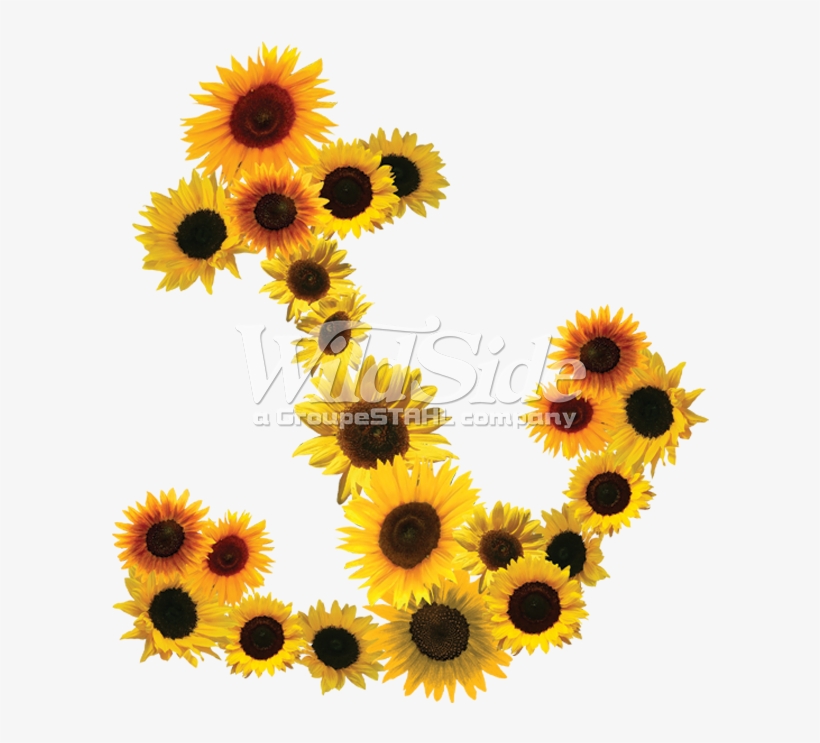 Daisy Anchor, transparent png #7566052