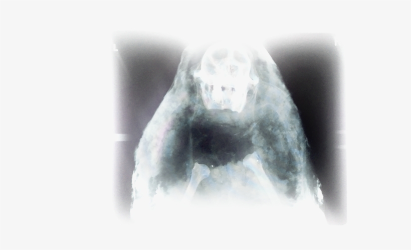 Bones, transparent png #7567758