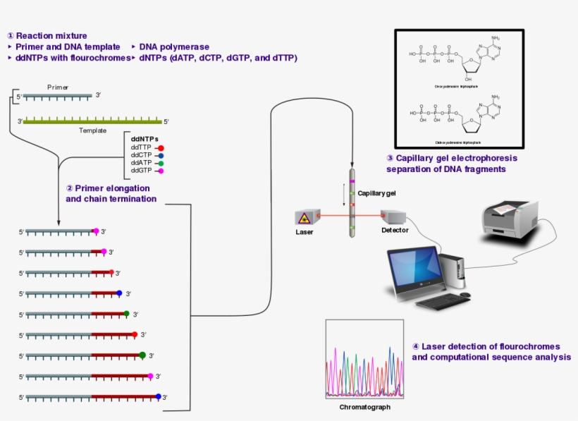 Dna.png, transparent png #7572140