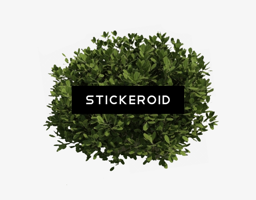 Bush Plant Bushes, transparent png #7572568
