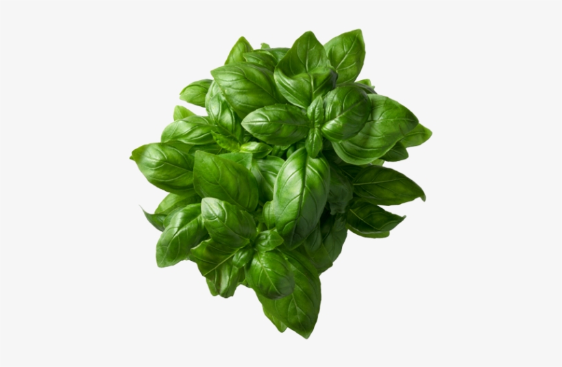 Basil Leaf Png