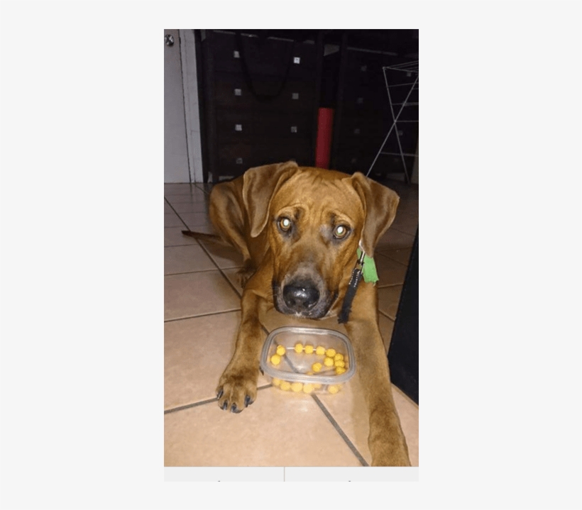 Photo Of Kuda, transparent png #7579266