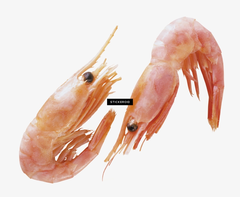 Shrimps, transparent png #7580147