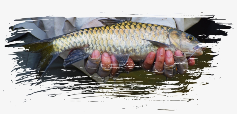 Fly Fishing, transparent png #7581889