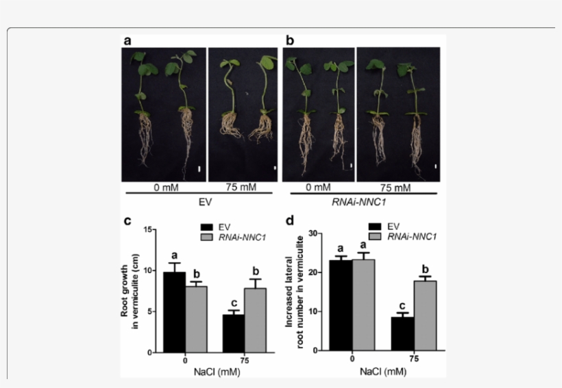 Reduction Of Nnc1 Expression Increases Salt Tolerance, transparent png #7582649