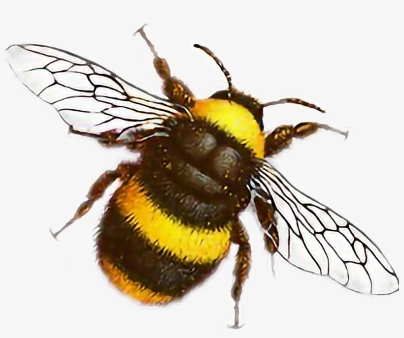 @miri372004 Hermosa Abeja✨ Insect, transparent png #7583140